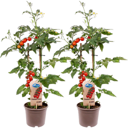 bloomling Tomatenpflanzen 'Candytom Red' - 2er Set - 1 Set