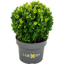 Ilex crenata 'Dark Green®', Kugel ca. Ø 25 cm
