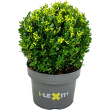 Ilex crenata 'Dark Green®', Kugel ca. Ø 25 cm