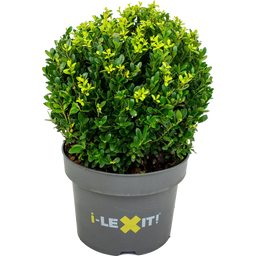 Ilex Crenata 'Dark Green®', Bol ca. Ø 25 cm - 1 stuk
