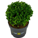 Ilex crenata 'Dark Green®', Kugel ca. Ø 20 cm
