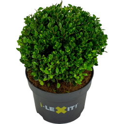 Ilex crenata 'Dark Green®', Kugel ca. Ø 20 cm - 1 Stk.