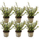 Ilex crenata 'Dark Green®', Topf Ø 15 cm - 6er Set - 1 Set