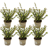 Ilex crenata 'Dark Green®', Topf Ø 15 cm - 6er Set