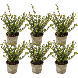 Ilex crenata 'Dark Green®', Topf Ø 15 cm - 6er Set - 1 Set