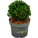 Ilex crenata 'Dark Green®', Kugel  ca. Ø 15 cm - 1 Stk.