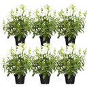 bloomling Löwenmäulchen weiss - 6er Set