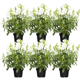 bloomling Löwenmäulchen weiss - 6er Set