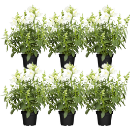 bloomling Löwenmäulchen weiss - 6er Set - 1 Set