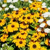 bloomling Gelber Sonnenhut 'Toto' - 6er Set