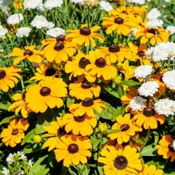 bloomling Gelber Sonnenhut 'Toto' - 6er Set - 1 Set