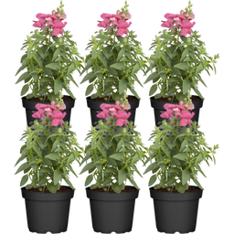bloomling Löwenmäulchen rosa-pink - 6er Set - 1 Set