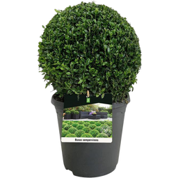 bloomling Buxus Bol - Ca. Ø 25 cm - 1 stuk