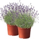bloomling Lavendel, Topf Ø 19 cm  - 2er Set - 1 Set