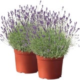 bloomling Lavendel, Topf Ø 19 cm  - 2er Set