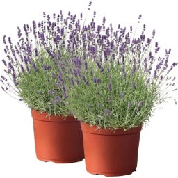 bloomling Lavendel, Topf Ø 19 cm  - 2er Set - 1 Set