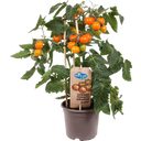 Tomatenpflanzen 'Cherry Tomato Orange' - 2er Set