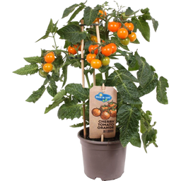 Tomatenpflanzen 'Cherry Tomato Orange' - 2er Set