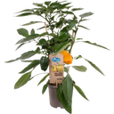 Blockpaprika Pflanzen 'Yellow Pepper' - 2er Set
