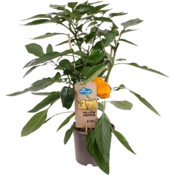Blockpaprika Pflanzen 'Yellow Pepper' - 2er Set