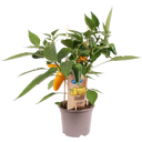 Snack Paprikaplanten 'Snack Pepper Yellow' - Set van 2