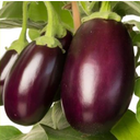 bloomling Auberginenpflanzen 'Aubergine' - 2er Set - 1 Set