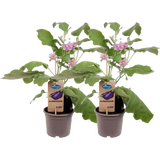 bloomling Auberginenpflanzen 'Aubergine' - 2er Set