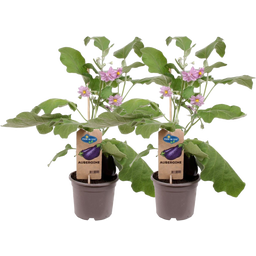 bloomling Auberginenpflanzen 'Aubergine' - 2er Set - 1 Set