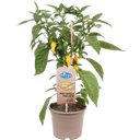 Chilipflanzen 'Hot Yellow', scharf - 2er Set