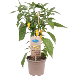 Chilipflanzen 'Hot Yellow', scharf - 2er Set