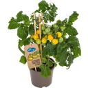 Tomatenpflanzen 'Cherry Yellow' - 2er Set