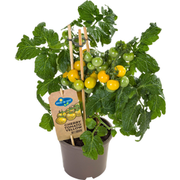 Tomatenpflanzen 'Cherry Yellow' - 2er Set