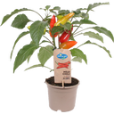 bloomling Chillipflanzen 'Mild Chili' - 2er Set