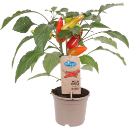 bloomling Chillipflanzen 'Mild Chili' - 2er Set
