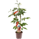 bloomling Tomatenpflanzen 'Candytom Red' - 2er Set