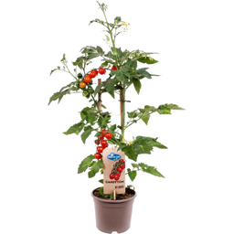 bloomling Tomatenpflanzen 'Candytom Red' - 2er Set
