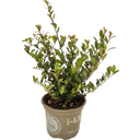 Ilex crenata 'Dark Green®', Topf Ø 15 cm - 6er Set