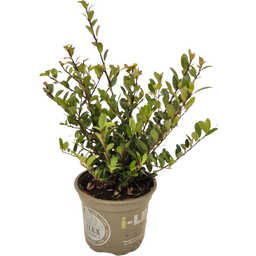 Ilex crenata 'Dark Green®', Topf Ø 15 cm - 6er Set