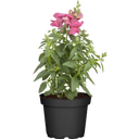 bloomling Löwenmäulchen rosa-pink - 6er Set