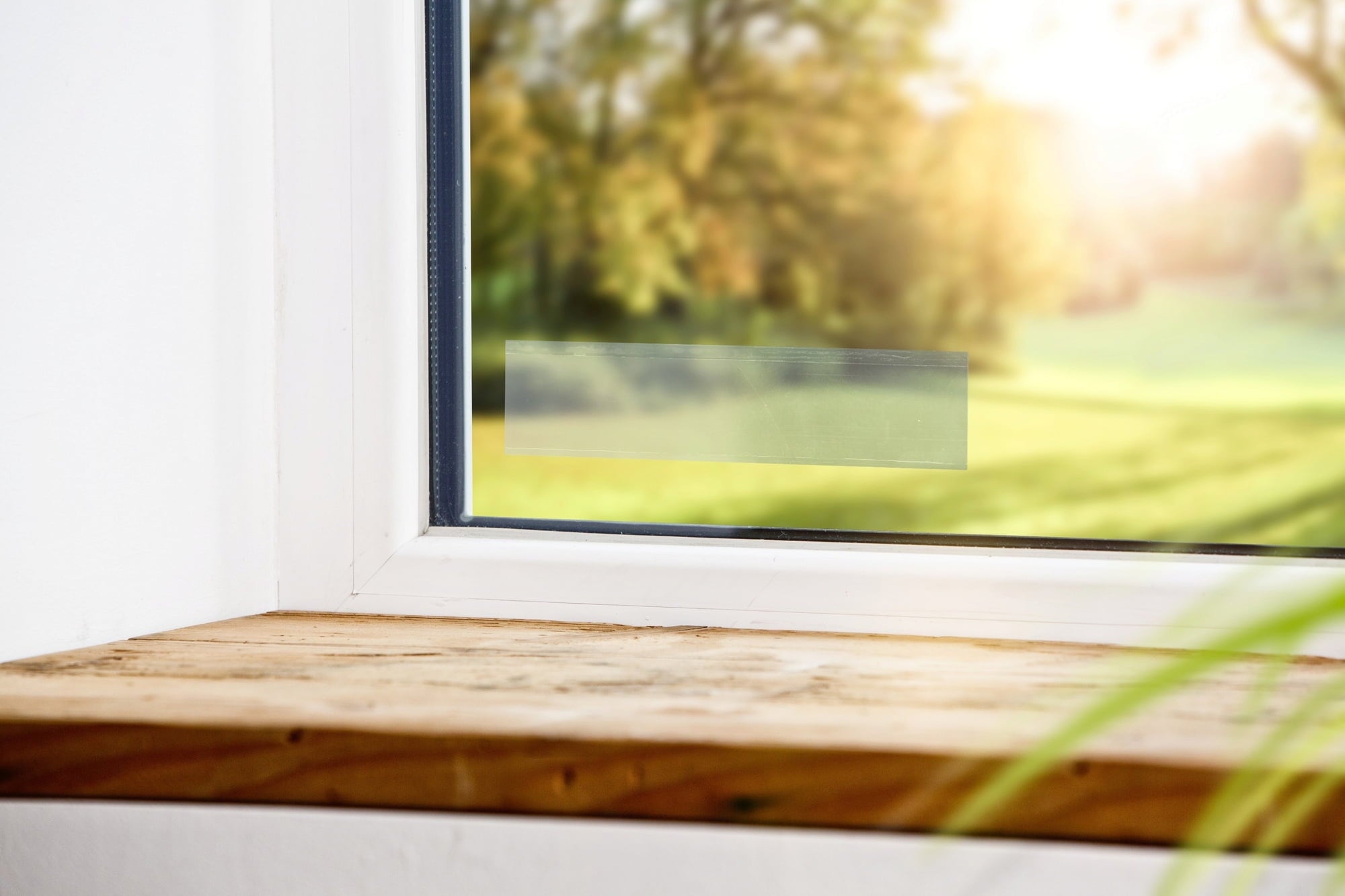 Windhager Fliegenfalle Fenster - Transparent - 4 Stück