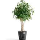 Ecopots Venice 2, temno-siva