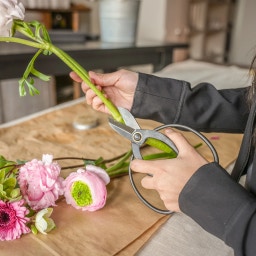 Hanataba Japanse Bonsaischaar