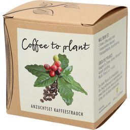 naturkraftwerk Kit de culture Coffee to Plant - Caféier - 1 pcs