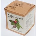 Set za gojenje Coffee to plant - kavni grm - 1 k.