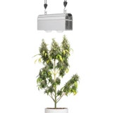 Venso CANNA BULB LED Plant Lamp 240 watts