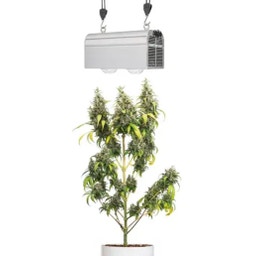 Venso CANNA BULB LED Plant Lamp 240 watts