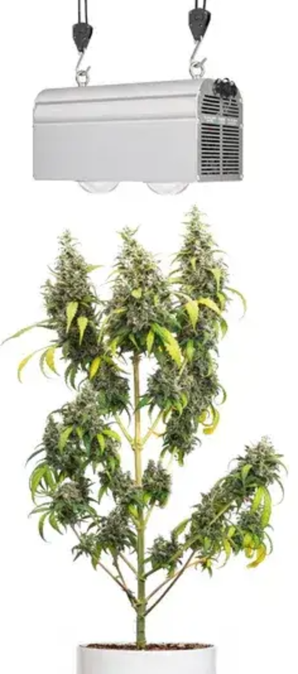 Venso CANNA BULB LED Plant Lamp 240 watts