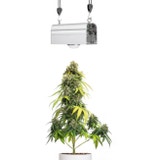 Venso CANNA BULB LED Plant Lamp