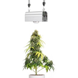 Venso CANNA BULB LED Plantenlamp