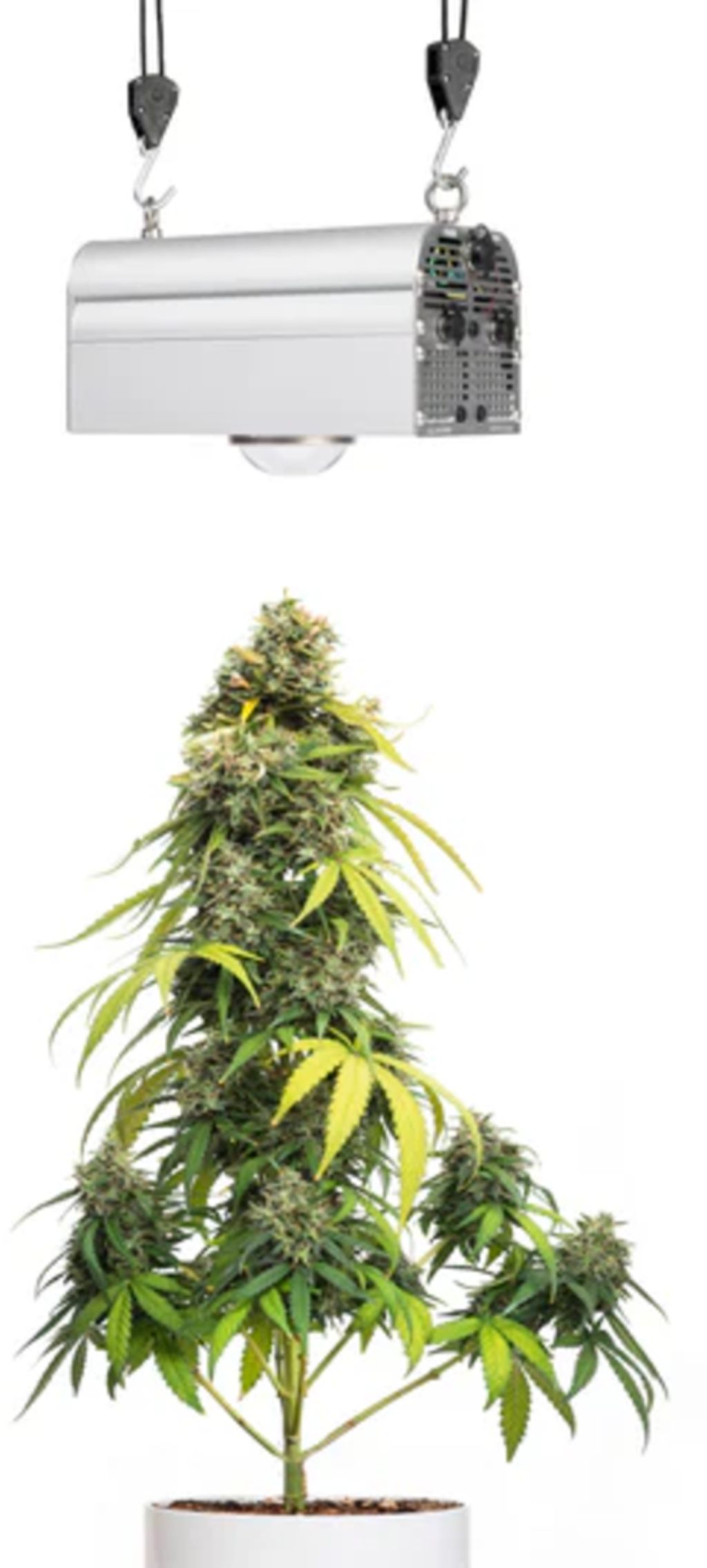 Venso CANNA BULB Lampe LED pour Plantes